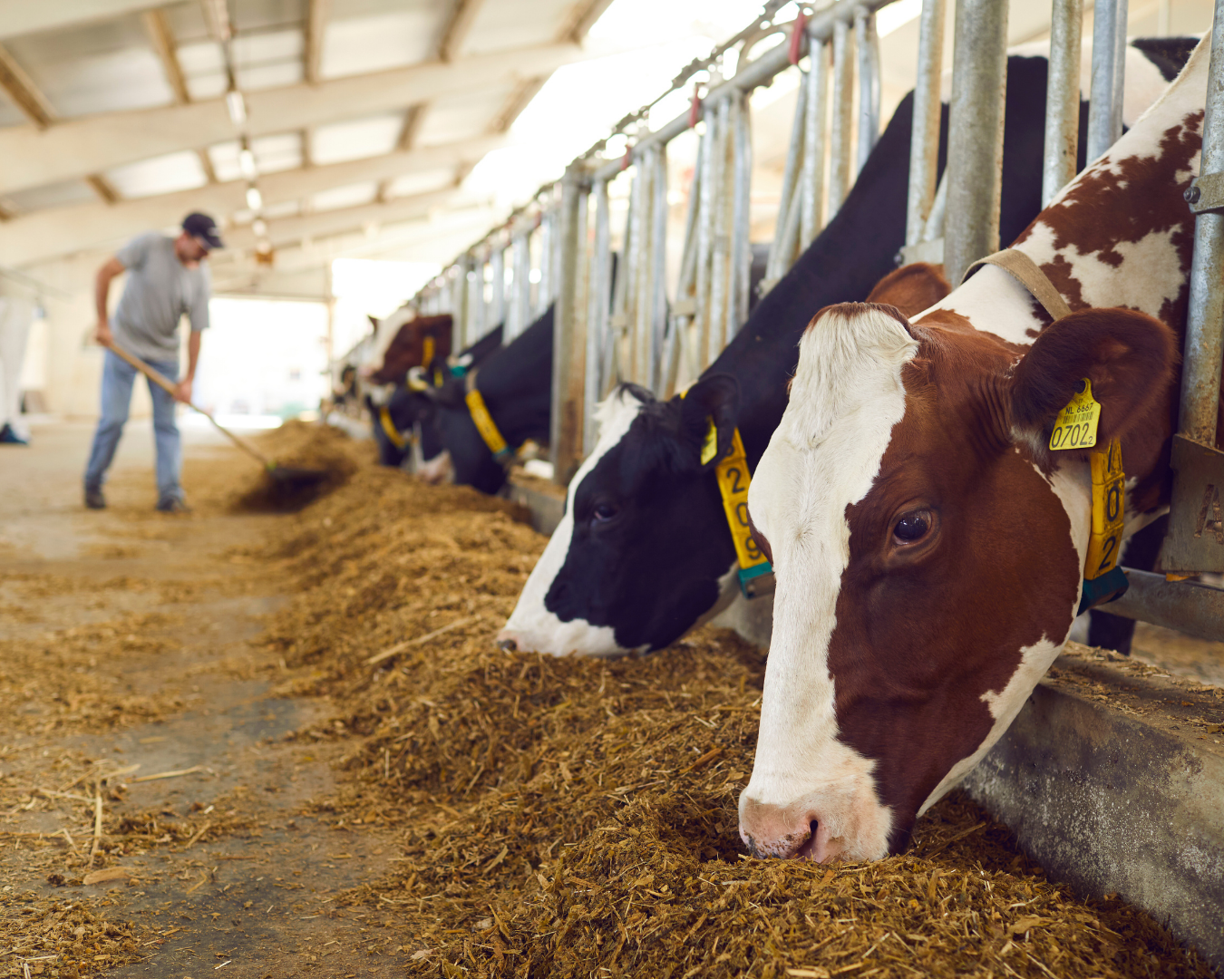 Confinamento Bovino: Vale a pena? Conheça as Vantagens, Desafios e o Impacto no Lucro.